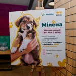 Об’єднатися заради адопції тварин